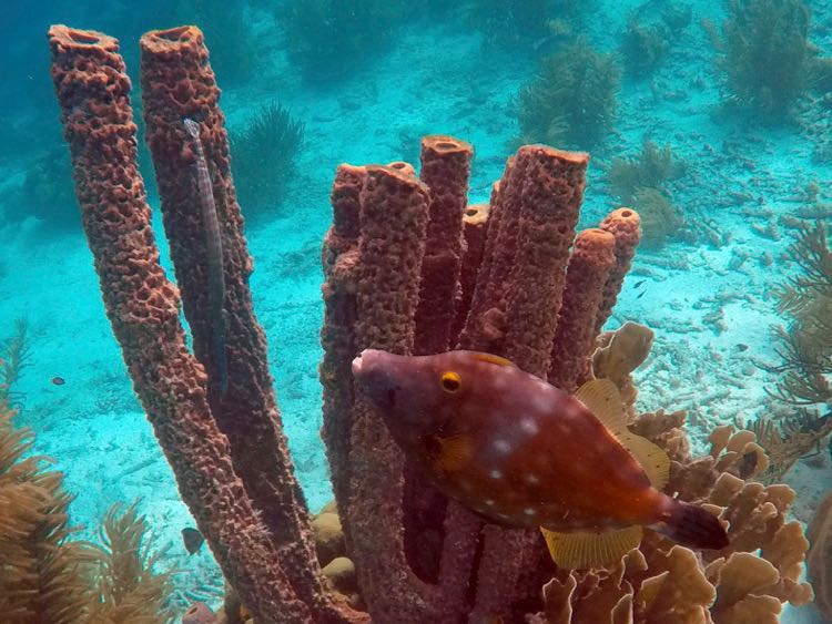 Kline Bonaire Whitespot Filefish (12