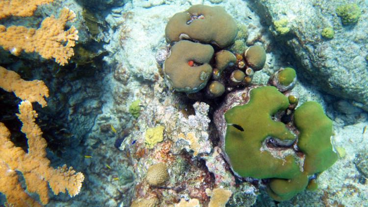 Sand dollar Reef