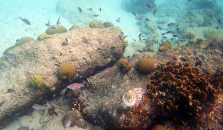 Sand Dollar Reef