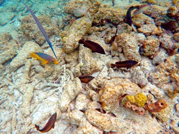 Sand dollar reef cooperative hunting