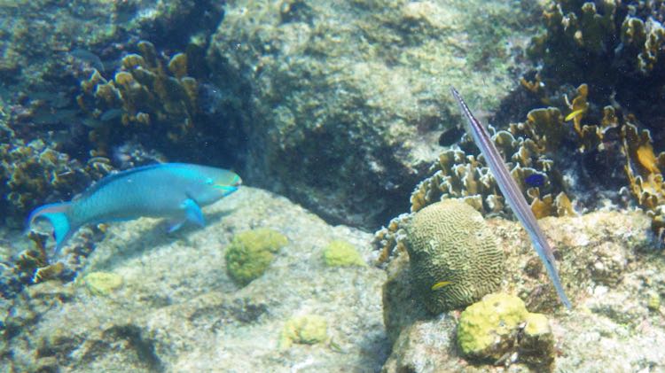 Sand Dollar reef Queen Parrtofish & Trumetfish