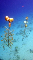 Den Laman South Coral Farm