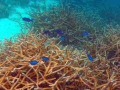 1000 Steps Creole Wrasse and Chromis