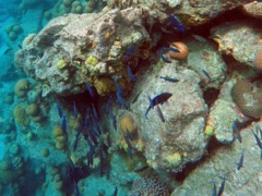 Harbour South Creole Wrasse