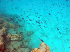 Harbour South Creole Wrasse