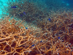 1000 Steps Creole Wrasse and Chromis