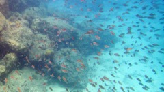 Harbour Villiage Brown Chromis