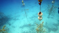 Harbour Villiage Coral farm