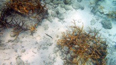 Harbour Villiage coral farm