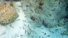 Harbour Villiage French Angelfish with Brown chromis