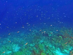 Klein Bonaire Brown Chromis's