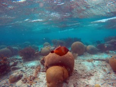 Kline Bonaire Whitespot Filefish (12