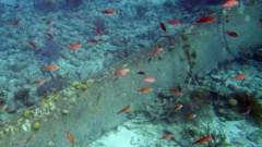 Salt Flats Brown Chromis 