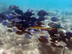 Sand Dollar Blue Tang with yellow Trumpetfish 