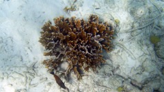 Sand Dollar Fire Coral