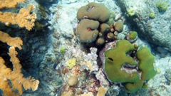 Sand dollar Reef