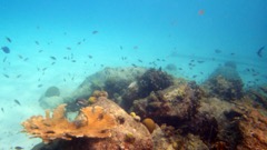 Sand Dollar Reef