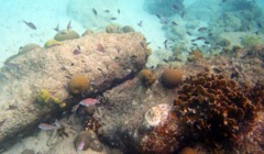 Sand Dollar Reef