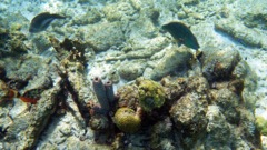 Sand Dollar Reef