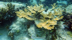 Sand Dollar Reef