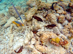 Sand dollar reef cooperative hunting