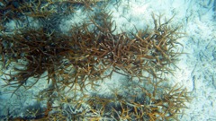 Sand Dollar Staghorn coral farm