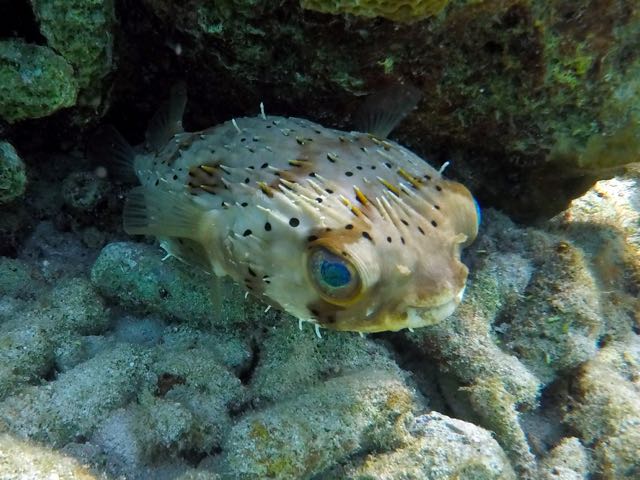 Balloonfish (10