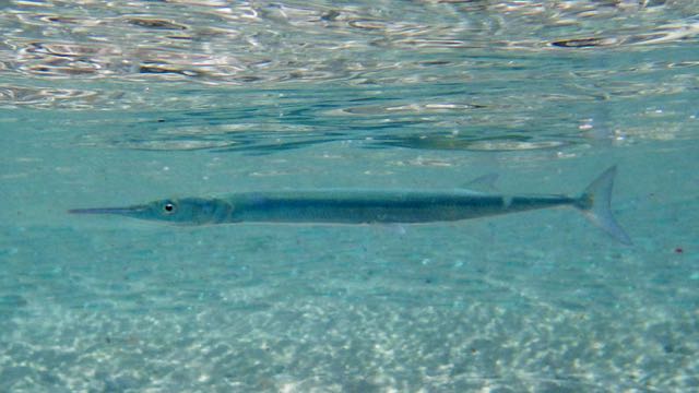 Flat Needlefish (18