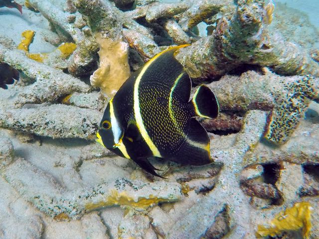French Angelfish Juvenile (10