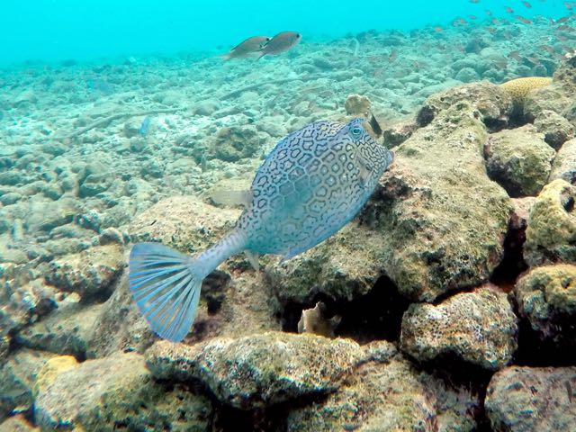 Honeycomb Cowfish (18