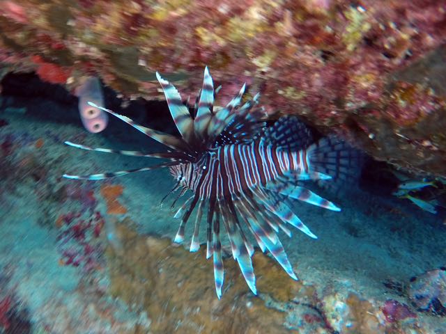 Lionfish (10