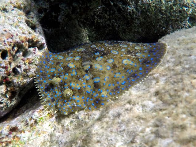 Peacock Flounder (10