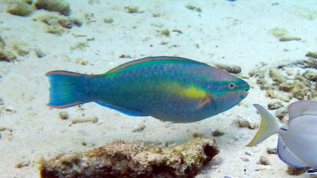 Princess Parrotfish (15