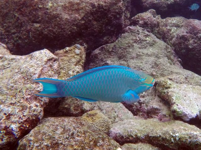 Queen Parrotfish (12