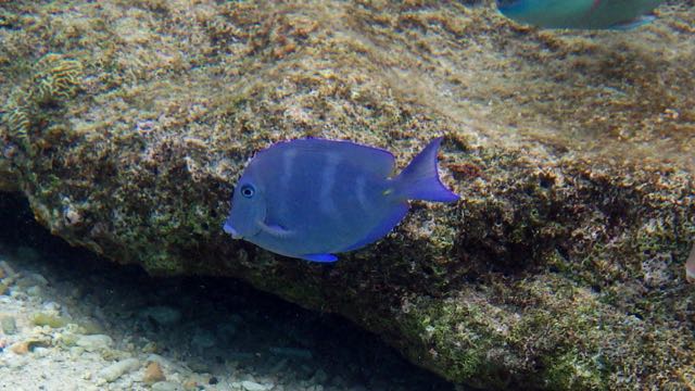 Blue Tang (8