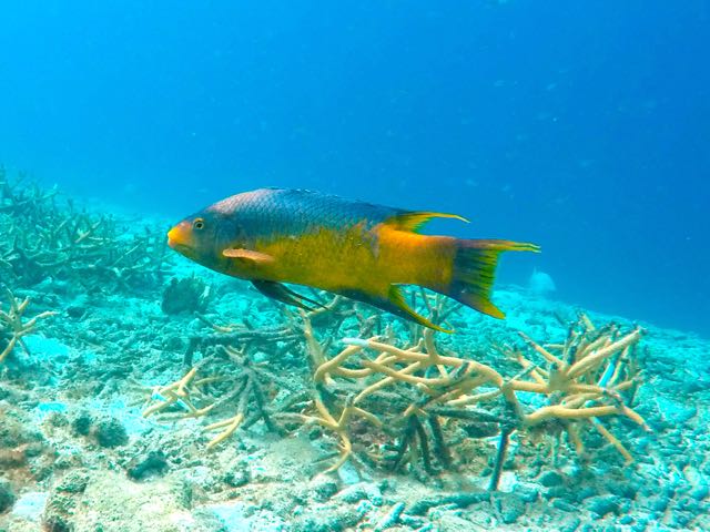 Spanish Hogfish (12