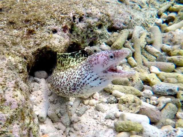 Spotted Moray Eel (12