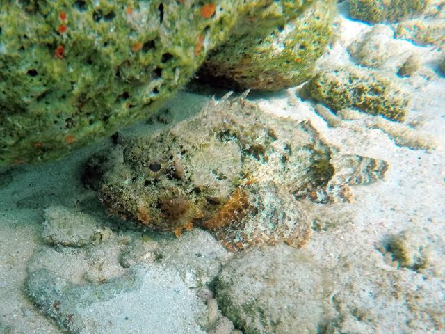 Spotted Scorpionfish (10