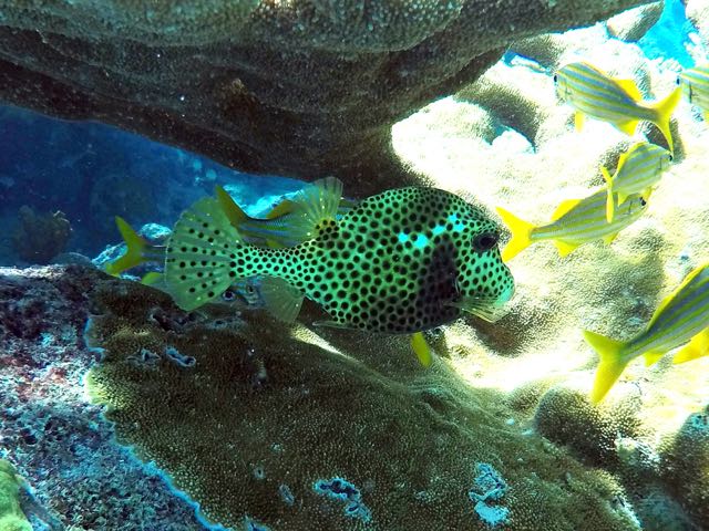 Spotted Trunkfish (10