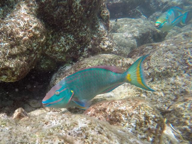 Stoplight Parrotfish (15