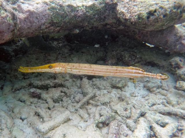 Trumpetfish (18