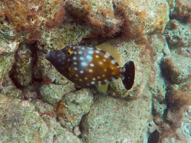 Whitespotted Filefish (10