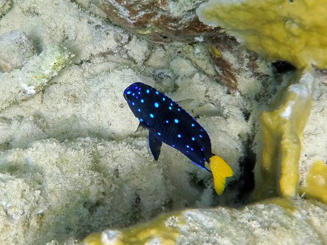 Yellowtail Damselfish Juvenile (2