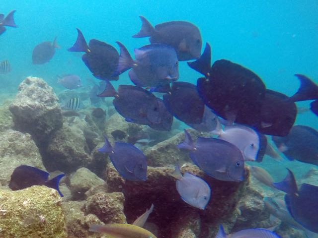 Blue Tang School 