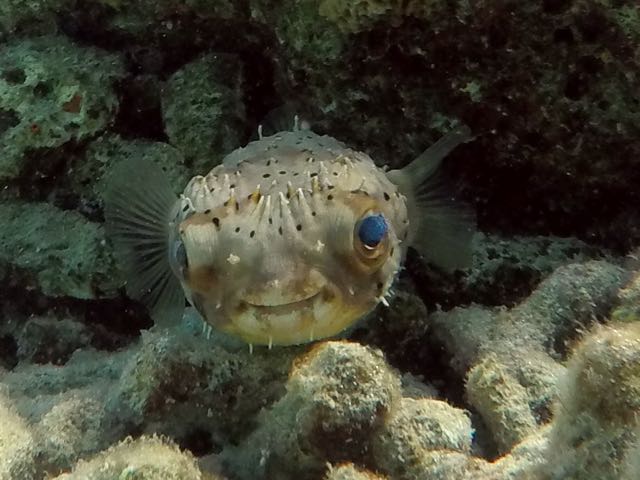 Balloonfish (10