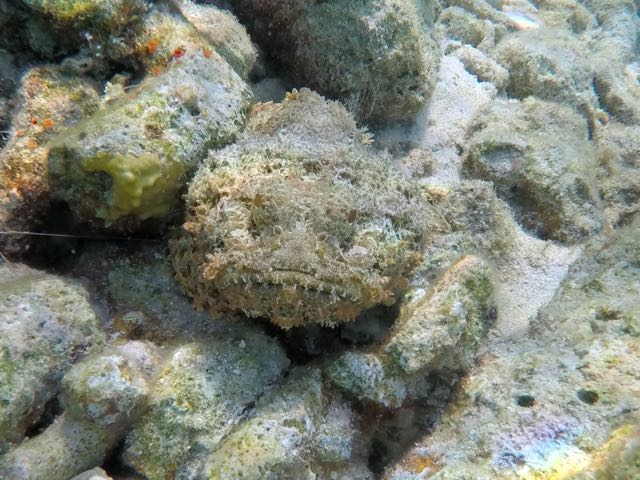 Spotted Scorpionfish (8