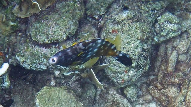 Whitespotted Filefish (10