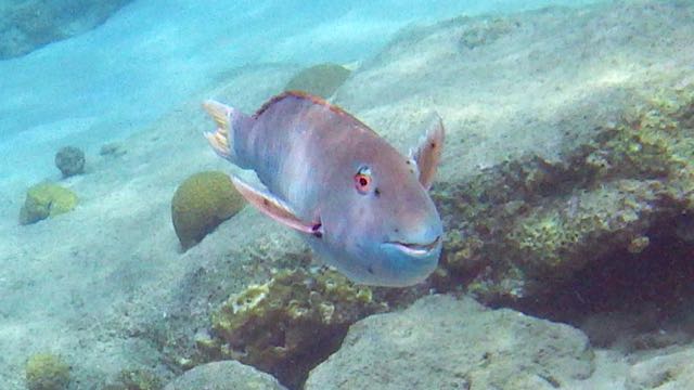 Yellowtail Parrotfish (12