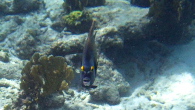 French Angelfish (18