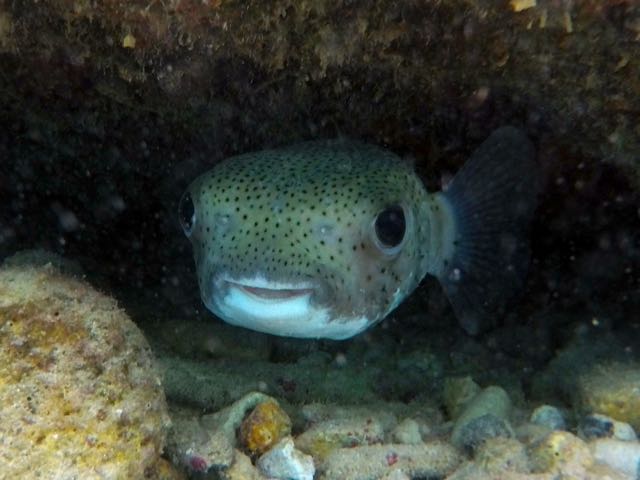 Porcupinefish (24